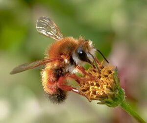 bees, wasps